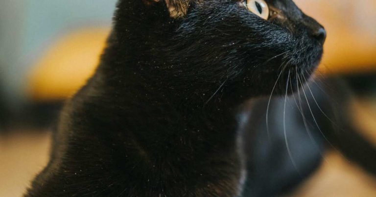 Premium Persian Kittens Dhaka: A Complete Guide to Luxury Feline Companionship